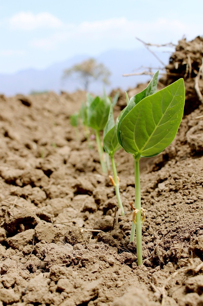 planting, germination, plant, sprout, nature, green, seeds, germination, germination, germination, germination, germination