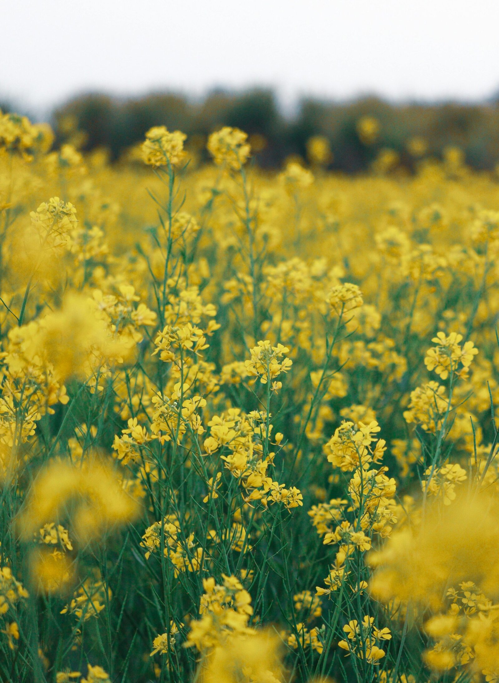 A stunning field of yellow flowers blooms vibrantly against a natural backdrop, perfect for nature lovers.