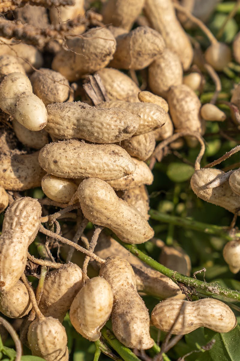 Freshly harvested peanuts with roots visible, lying in the soil on a sunny day.