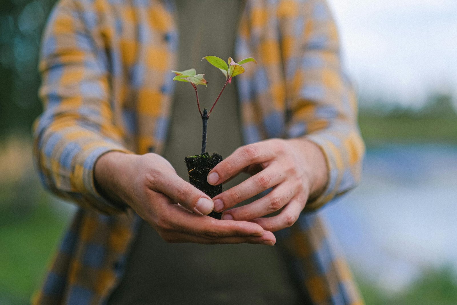 A close-up of hands gently holding a small seedling in an outdoor environment.